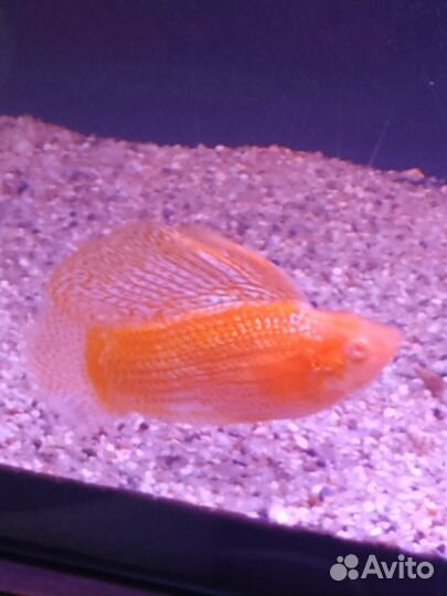 Аквариумные рыбки
