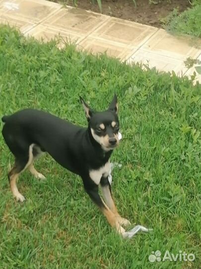 Вязка Тойтерьер