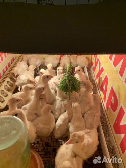 Индюшата Хайбрид Конвектрор(Канада)