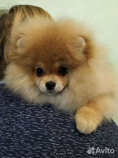 Померанский шпиц