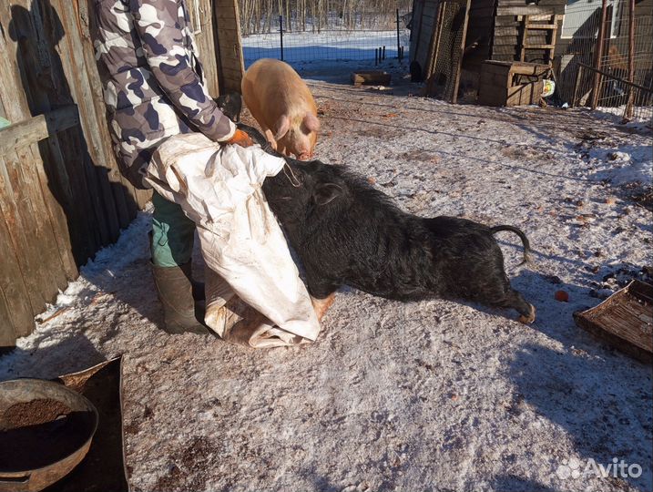 Вьетнамский хряк