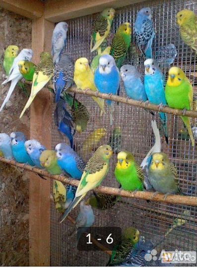 Птенцы волнистый попугай