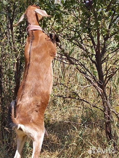 Дойные нубийские козы