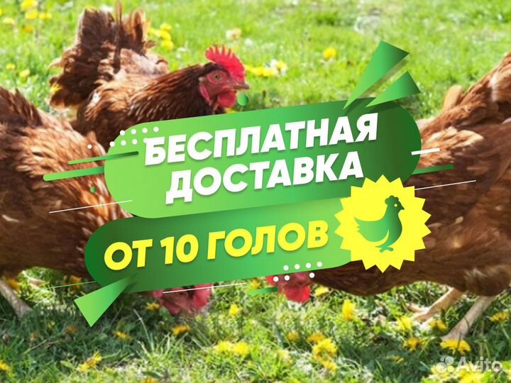 Куры молодые несушки