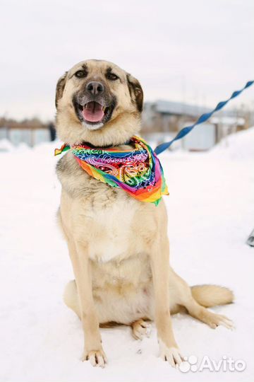 Собака в добрые руки девочка