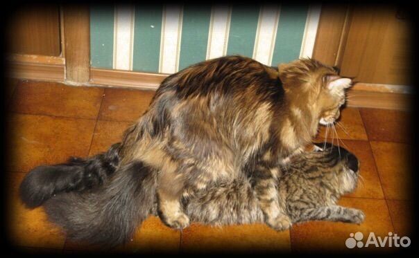 Мейн + сибирская девочки