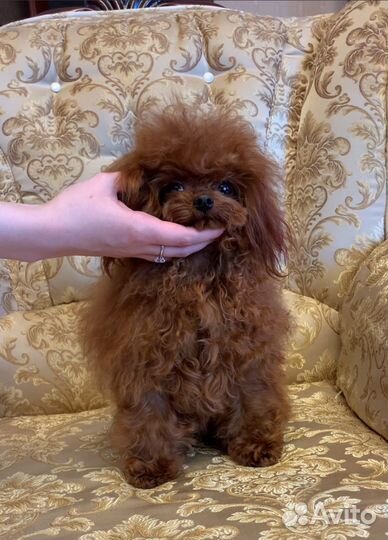 Вязка Пудель тедди тикап Китай