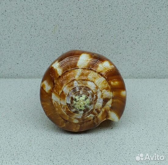 Конус Вексиллум 9,60 морская ракушка раковина