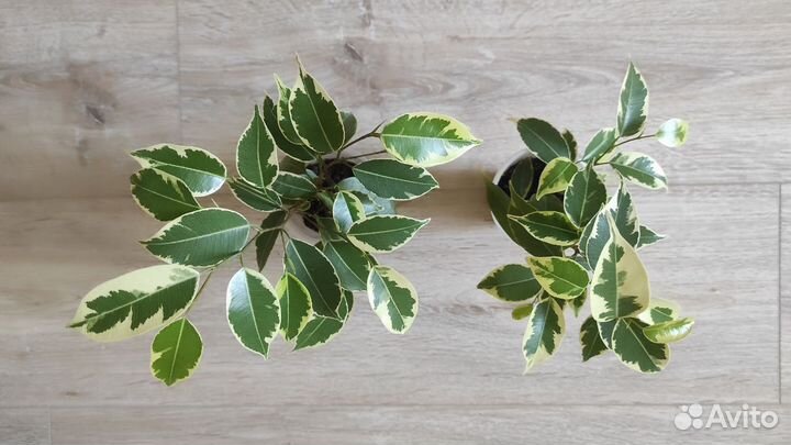 Фикус Бенджамина Кинки