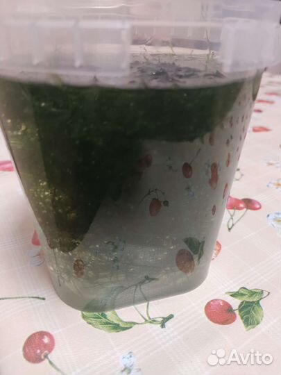 Аквариумное растение