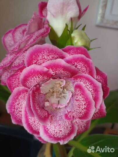 Глоксинии в ассортименте