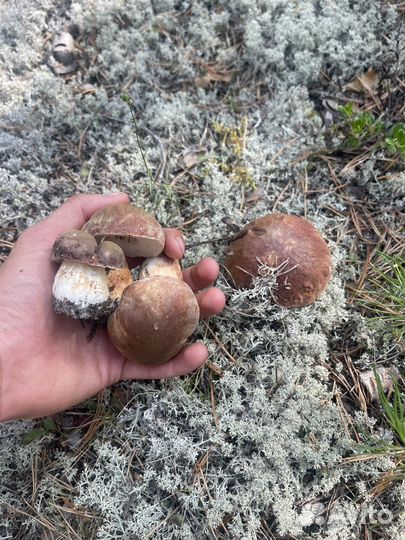 Белый гриб свежий