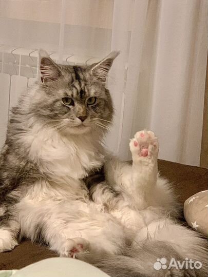 Кот мейн-кун вязка