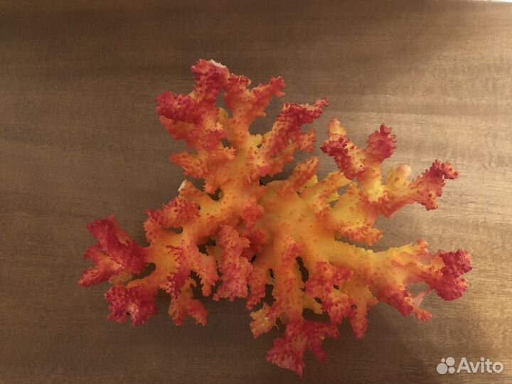 Кораллы для аквариума