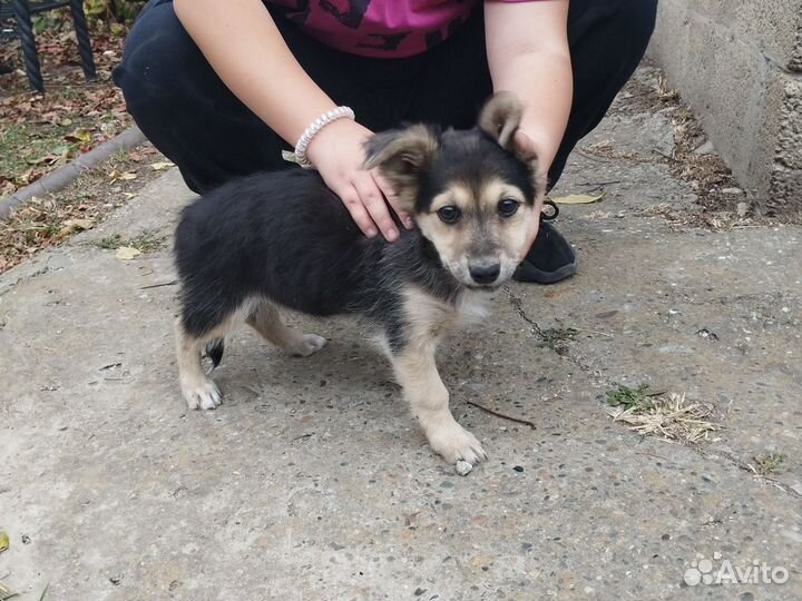 Собака дворняжка щенок