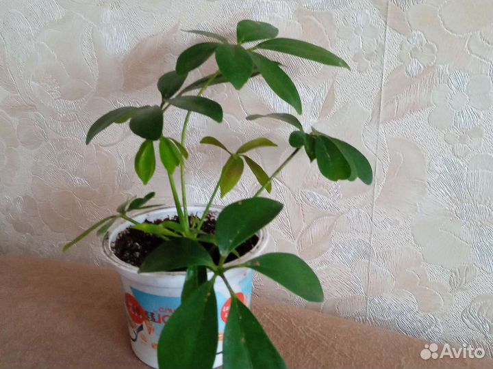 Спатифиллум, кордилина шефлера