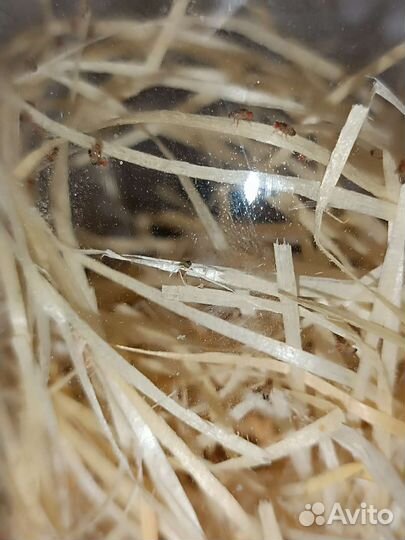 Дрозофила. Нелетающая мошка (Мелонгастер.)