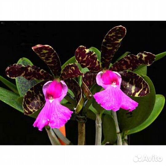 Орхидея каттлея leopoldi Black prince*aclandiae