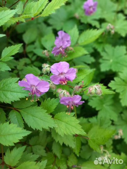 Гвоздика перистая, травянка и другие цветы