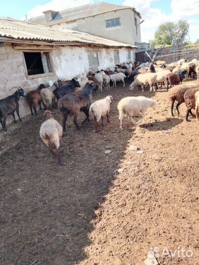Продаю овец