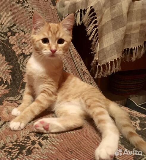 Рыжий котенок мальчик. Ласковый. 2 месяца