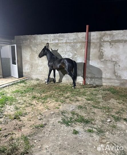 Элитный жеребец. Карачаевская порода