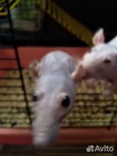 Три крысы сфинкс