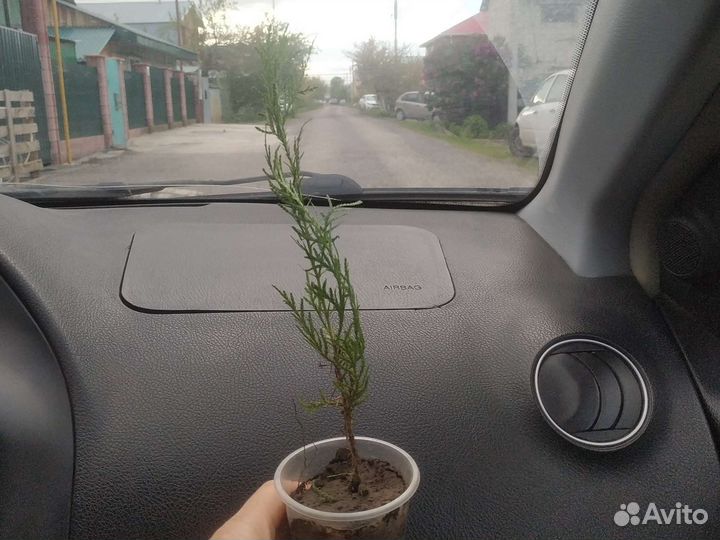 Туя Саженцы