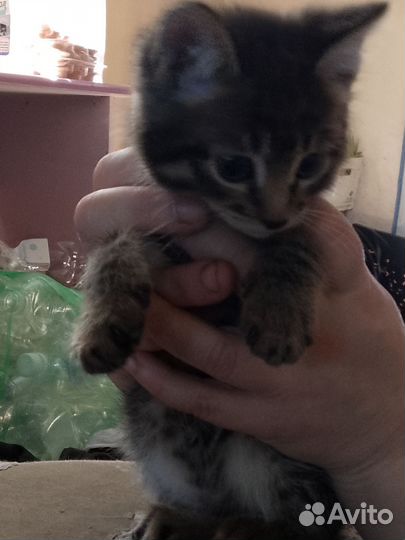 Кошка вацо