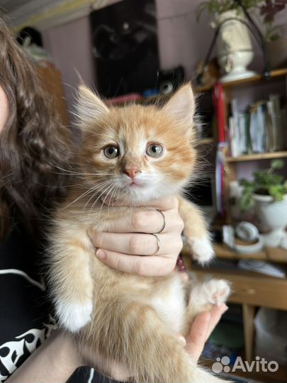 Кошечки и котик