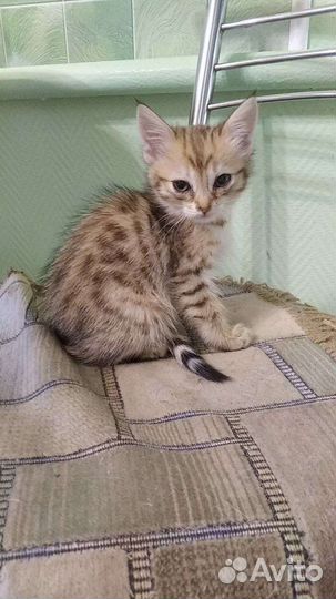 Котята в добрые руки бесплатно