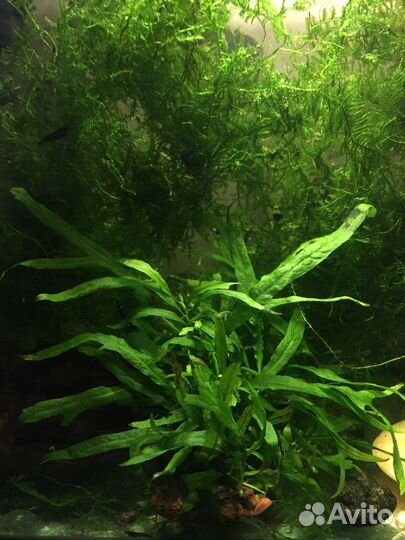 Папоротник, Эхинодорус, Гигрофила, Криптокарина