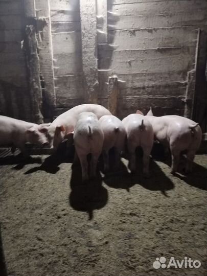 Домашние животные