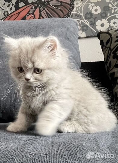 Британские котята
