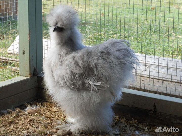 Китайские шелковые яйцо