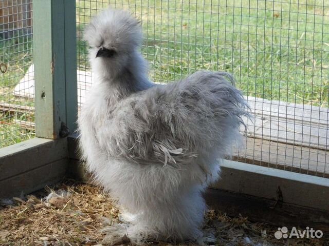 Китайские шелковые яйцо