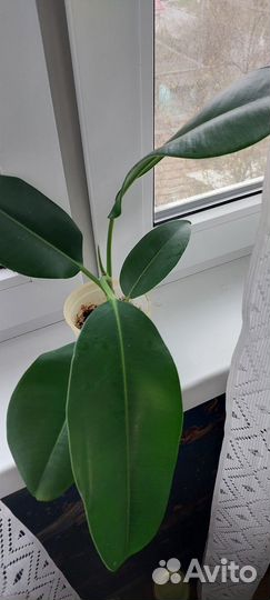 Фикус каучуконосный