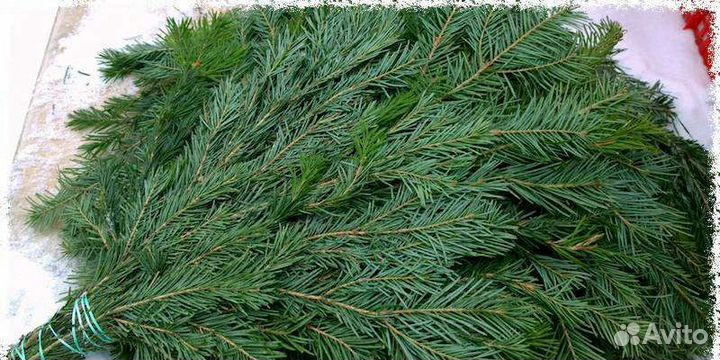 Пихтовые Берёзовые Дубовые веники