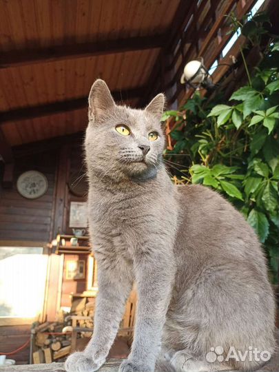 Русская голубая кошка