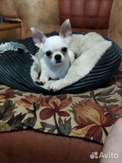 Чихуахуа мини