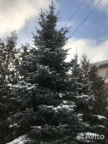 Ель голубая