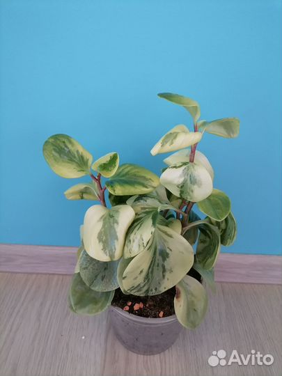 Пеперомия вариегатная