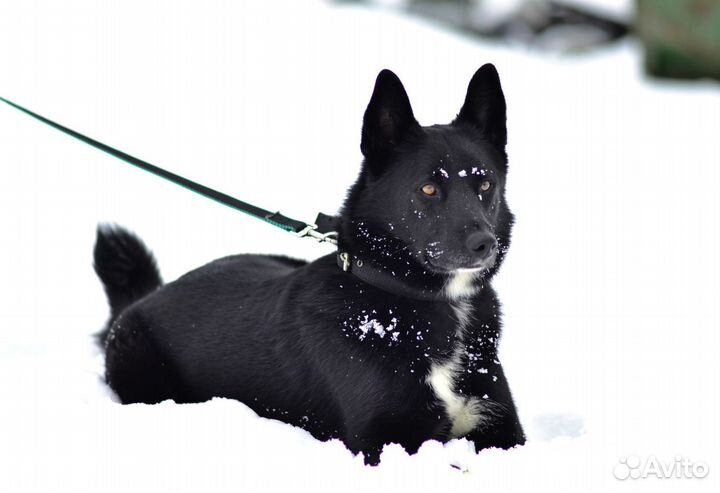 Собака из приюта ждет семью