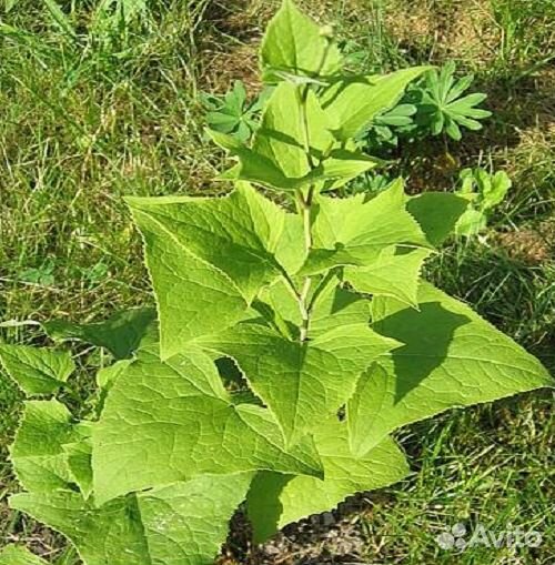 Какалия копьевидная