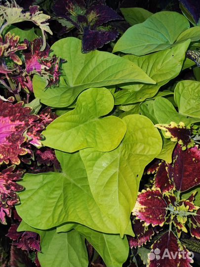 Ипомея Батат