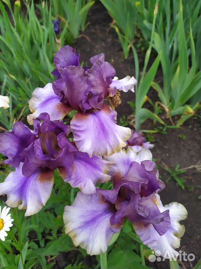 Ирисы сортовые