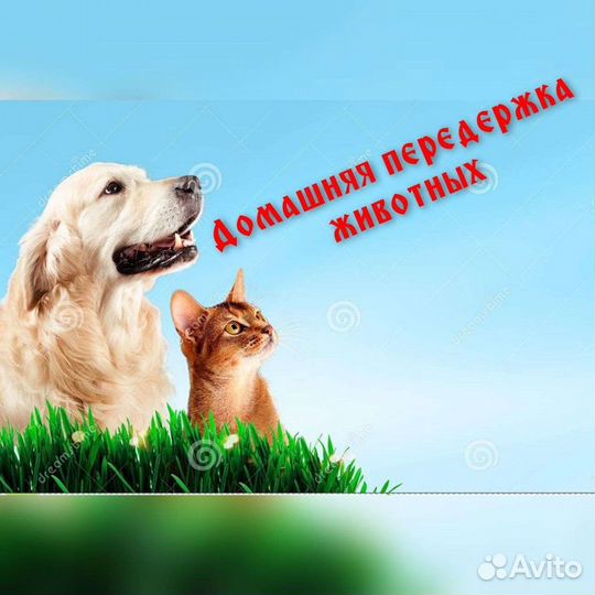 Домашняя передержка