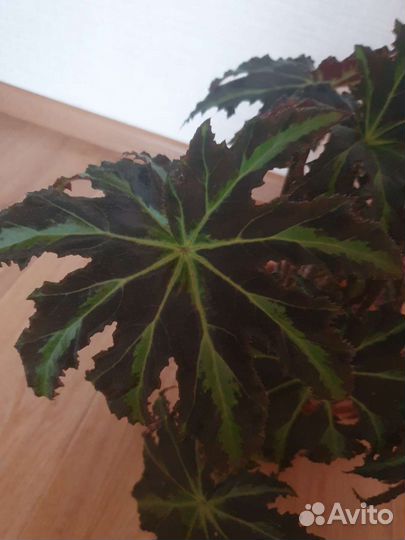 Бегония декоративно лиственная