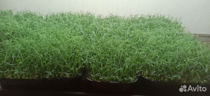 Микрозелень гороха в Абакане