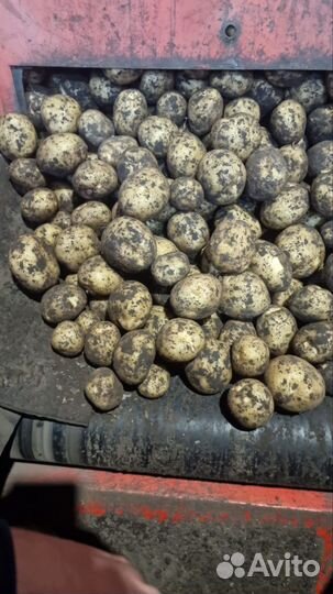 Семенной картофель riviera